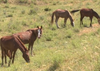 Түркістан облысында полицейлер жылқы ұрлаған күдіктілерді ұстады