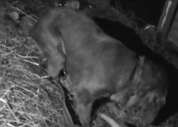 Қала аумағында «Қарасора-2020» жедел-профилактикалық іс-шарасы өткізілді.