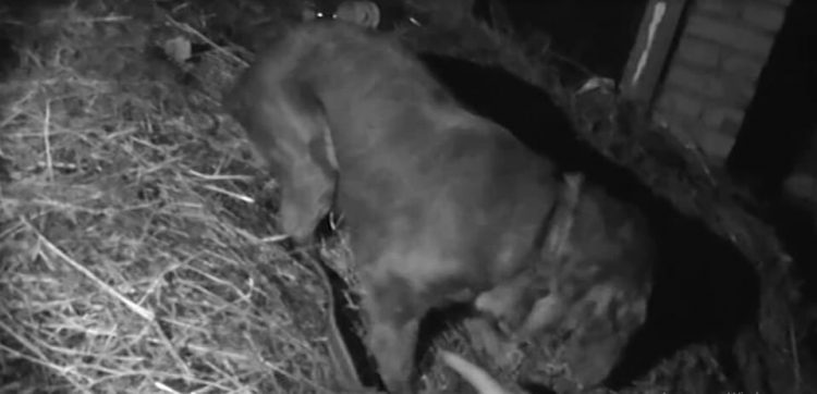 Қала аумағында «Қарасора-2020» жедел-профилактикалық іс-шарасы өткізілді.