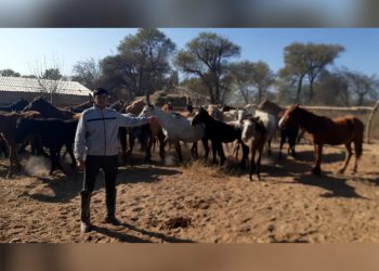 Учаскелік полицейдің көмегімен бір апта бойы із-түссіз кеткен 25 жылқы табылды