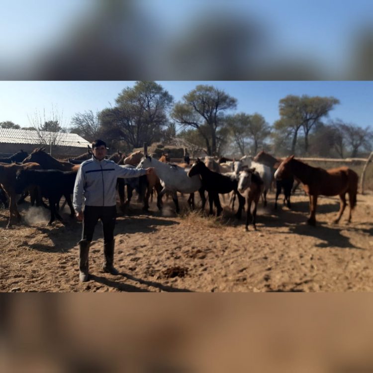 Учаскелік полицейдің көмегімен бір апта бойы із-түссіз кеткен 25 жылқы табылды