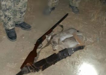 Түркістан облысының полицейлері браконьерлерден жабайы қояндар тәркіледі