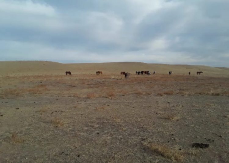 Түркістан облысының полицейлері ауыл тұрғынына жоғалып кеткен жылқыларын 1 тәулікте тауып беріп, алғысқа кенелді