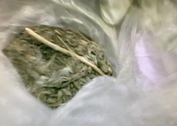 Түркістан облысының полиция қызметкерлері «Нифи» атты иттің көмегімен есірткі затын тапты