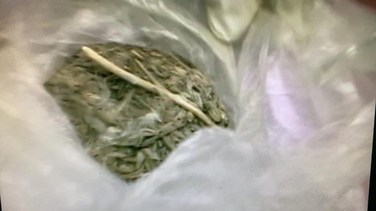 Түркістан облысының полиция қызметкерлері «Нифи» атты иттің көмегімен есірткі затын тапты