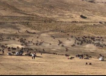 Түркістан облысының полицейлері карантин кезінде көкпар ұйымдастырған тұрғынды жауапқа тартты