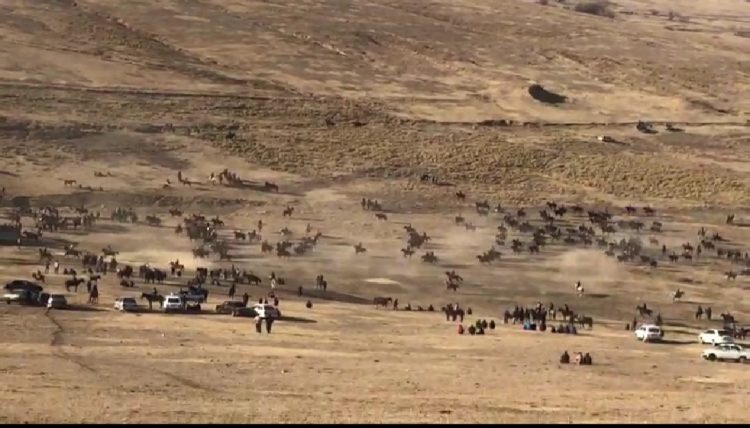 Түркістан облысының полицейлері карантин кезінде көкпар ұйымдастырған тұрғынды жауапқа тартты