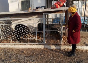 Түркістан облысында полицейлер мал ұрысын ұстап,  ұрланған ешкілерді ауыл тұрғынына қайтарып берді