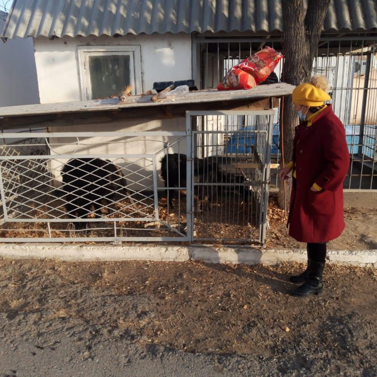 Түркістан облысында полицейлер мал ұрысын ұстап, ұрланған ешкілерді ауыл тұрғынына қайтарып берді