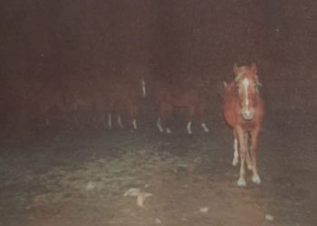 Мақтааралдық полицейлер 5 бас жылқы ұрламақ болған күдіктіні қылмыс үстінде ұстады