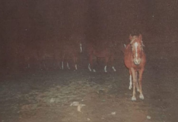 Мақтааралдық полицейлер 5 бас жылқы ұрламақ болған күдіктіні қылмыс үстінде ұстады