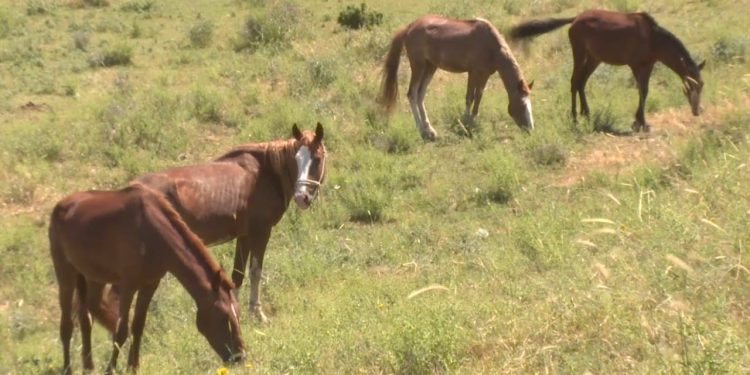 Түркістан облысында мал ұрлығы өткен жылға қарағанда едәуір азайған