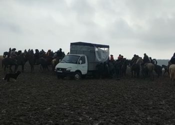 Түркістан облысының полицейлері кезекті көкпар ойынын тоқтатты