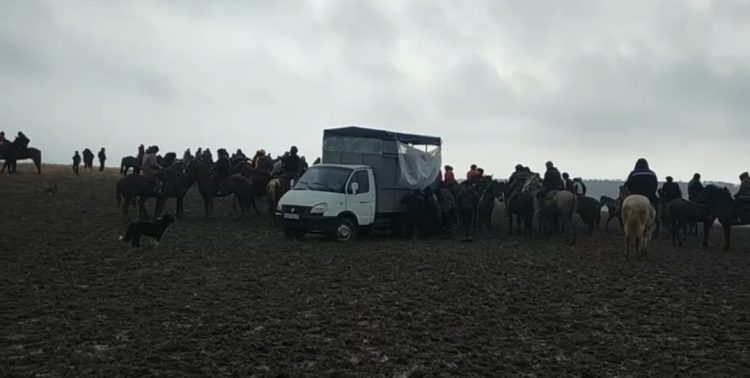 Түркістан облысының полицейлері кезекті көкпар ойынын тоқтатты