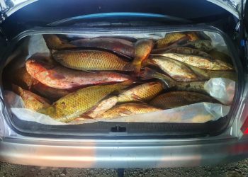 Түркістан облысының полицейлері заңсыз ауланған балықтарды тасымалдаған тұрғынды  ұстады