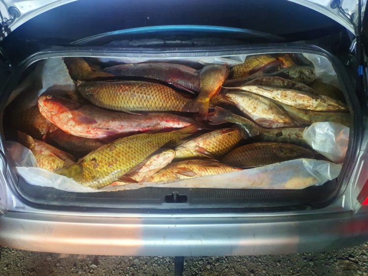 Түркістан облысының полицейлері заңсыз ауланған балықтарды тасымалдаған тұрғынды  ұстады