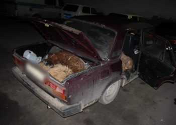 Түркістандық патрульдік полицейлер түнгі уақытта мал ұрлығының жолын кесті