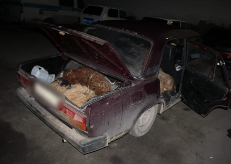 Түркістандық патрульдік полицейлер түнгі уақытта мал ұрлығының жолын кесті