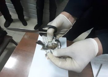 «Клементина» аты қызметтік ит  шекарадан есірткі алып өтпек болған Маңғыстау облысының тұрғынын анықтады