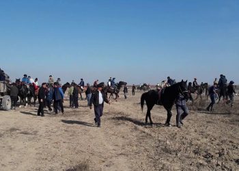 Түркістан облысының полицейлері кезекті көкпарды анықтады