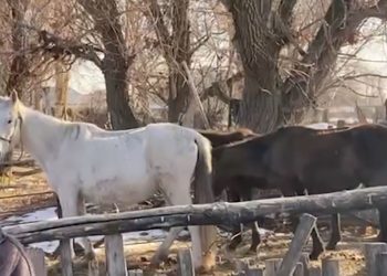 Түркістан облысының полицейлері жоғалған жылқы үйірін қайтарды