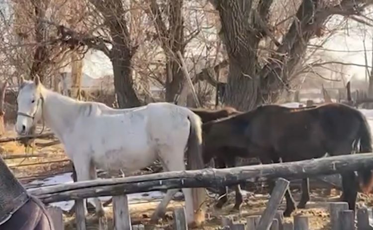 Түркістан облысының полицейлері жоғалған жылқы үйірін қайтарды