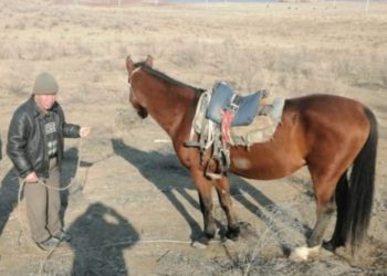 Шардаралық полицейлер жылқы ұрлаған 60 жастағы ер кісіні ұстады