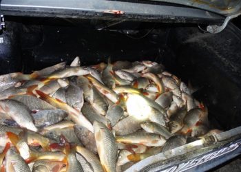 Түркістан облысы полицейлері заңсыз балық аулаған кезекті браконьерлерді ұстады