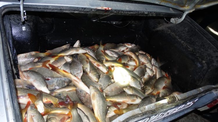 Түркістан облысы полицейлері заңсыз балық аулаған кезекті браконьерлерді ұстады