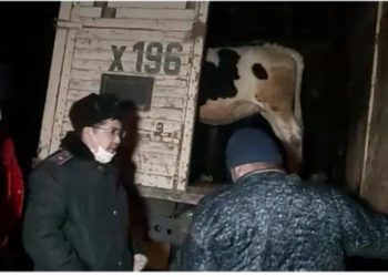 Сарыағаштық полицйелер «мал ұрысы» іс-шарасы барысында бірнеше жайтты анықтады