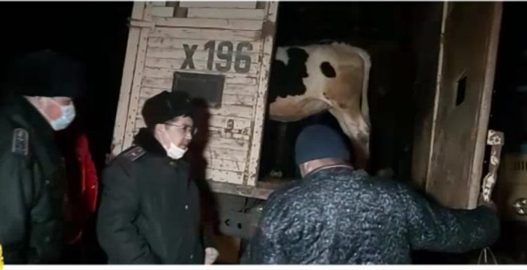 Сарыағаштық полицйелер «мал ұрысы» іс-шарасы барысында бірнеше жайтты анықтады