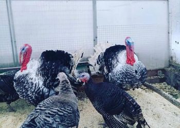 Күркетауықтарды үптеп кеткен ұры ұсталды