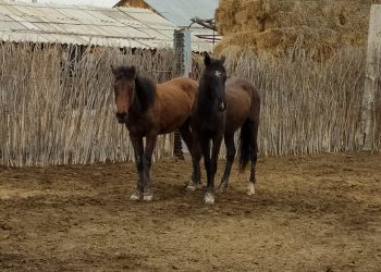 Жылқы ұрлаған күдіктіні ұстады