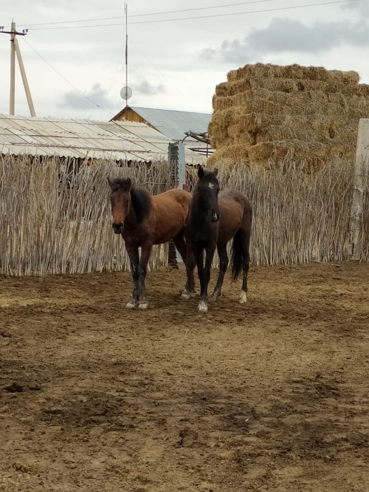 Жылқы ұрлаған күдіктіні ұстады