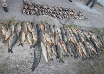 Заңсыз балық аулаған кезекті браконьерлерді ұстады