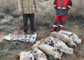 Түркістан облысының полицейлері «Қызыл кітапқа» енген 8 ақбөкенді заңсыз атып алған браконьерлерді анықтады