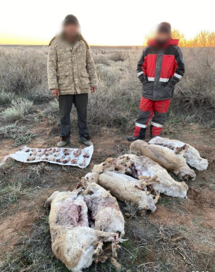 Түркістан облысының полицейлері «Қызыл кітапқа» енген 8 ақбөкенді заңсыз атып алған браконьерлерді анықтады