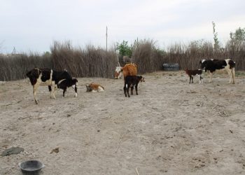 Түркістан облысының полицейлері жәбірленушінің 1 200 000 теңге тұратын 4 бас  сиырын ұрлаған бақташыны анықтады