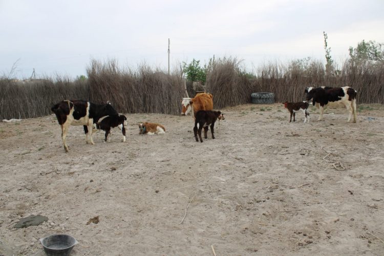 Түркістан облысының полицейлері жәбірленушінің 1 200 000 теңге тұратын 4 бас  сиырын ұрлаған бақташыны анықтады