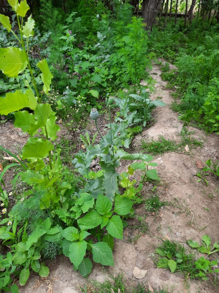 Ауласында «көкнәр» есірткісін еккен тұрғынды ұстады