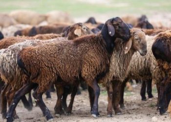 Жайылымнан қой ұрлағандарды ұстады