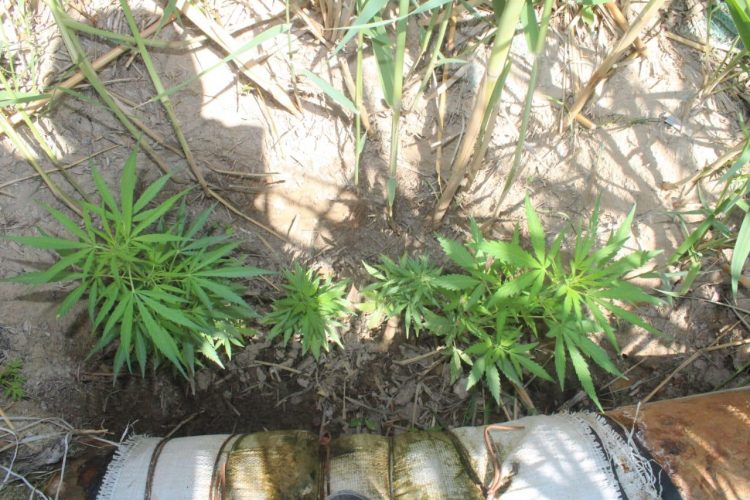 Егістікке есірткі еккен тұрғынды ұстады