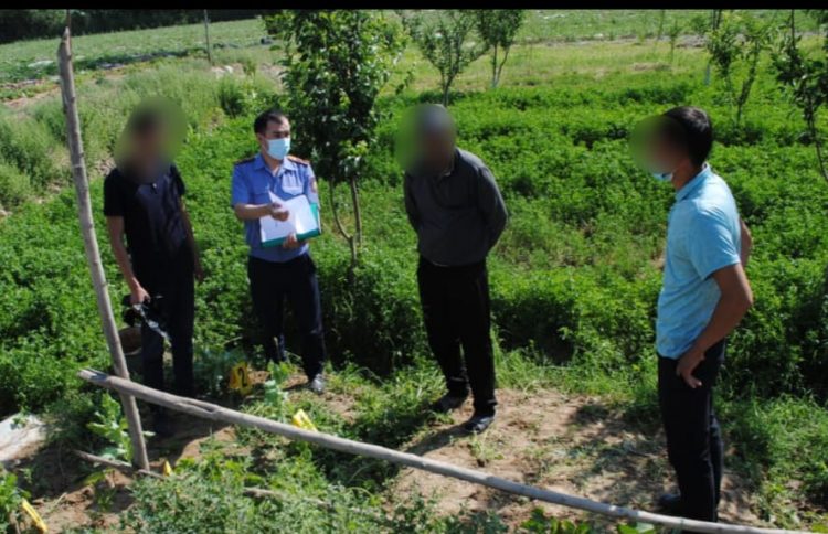 Түркістан облысының полицейлерімен 2 тәулікте есірткіге байланысты 7 қылмыс анықталды