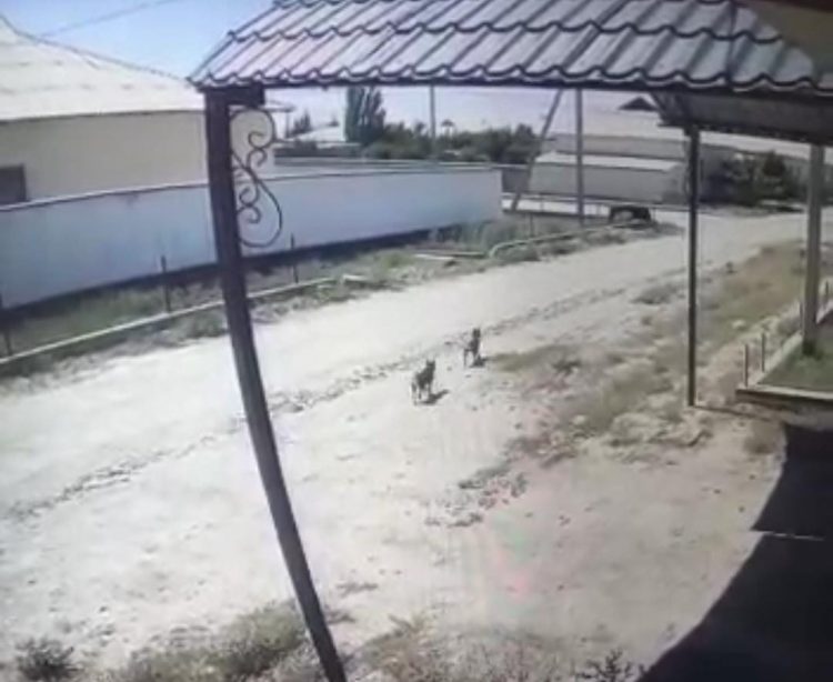 Түркістандық полицейлер тұрғынның «Хаски» күшіктерін тауып берді