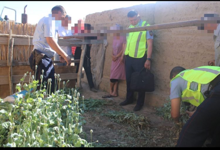 Түркістан облысының полицейлері жергілікті тұрғыннан 950 түп көкнәр тәркіледі