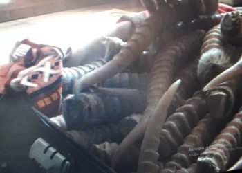 «Қызыл кітапқа» енген ақбөкен жануарының  мүйіздерін  заңсыз сатқан браконьерді анықтады