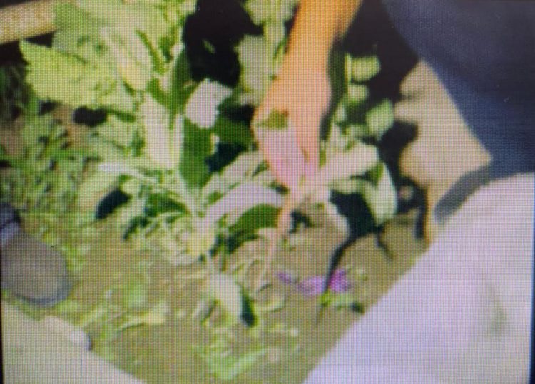 Түркістан облысының полицейлері жылыжайдан көкнәр тәркіледі