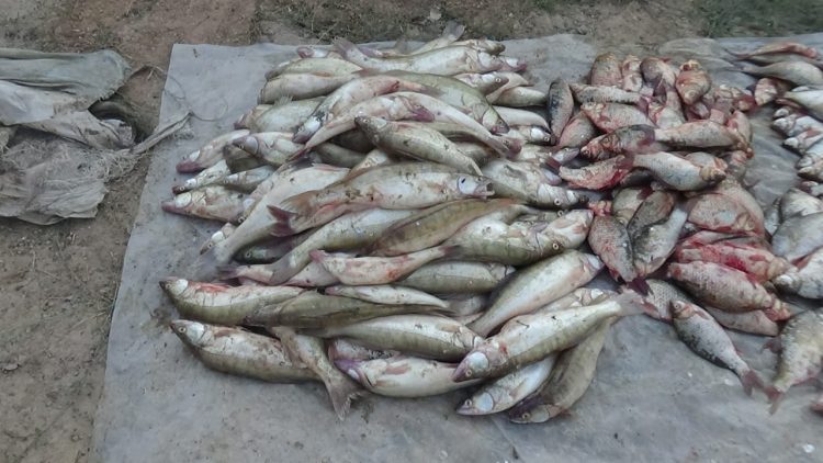 Заңсыз балық аулаған браконьерлерді ұстады