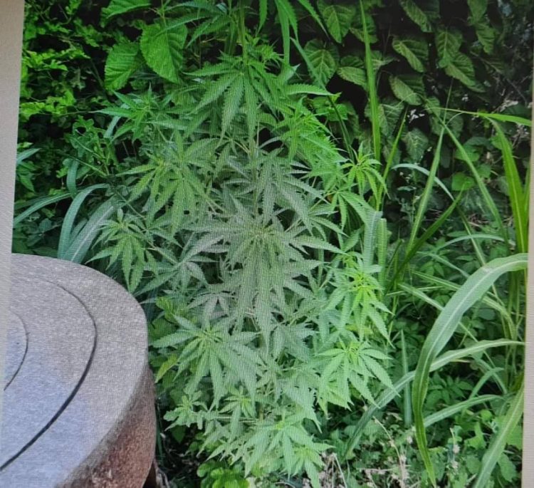 Түркістан облысының полицейлері есірткі сақтаған күдіктіні ұстады