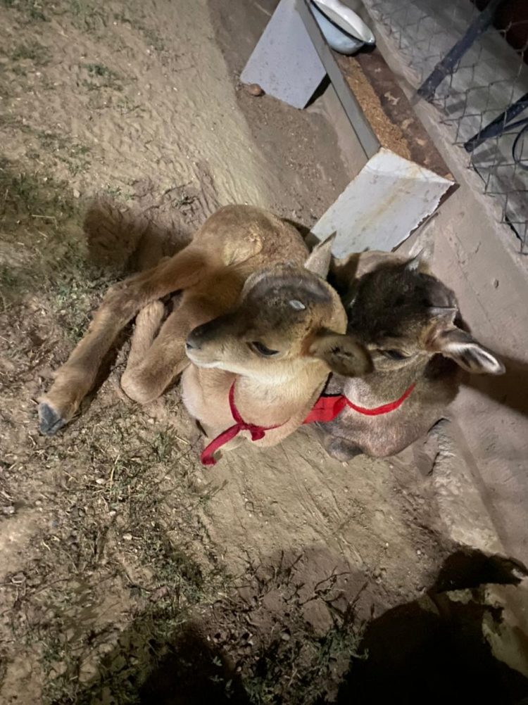 Түркістан  полицейлері жергілікі тұрғыннан   Қызыл кітапқа енген тау арқарының төлін  тәркіледі